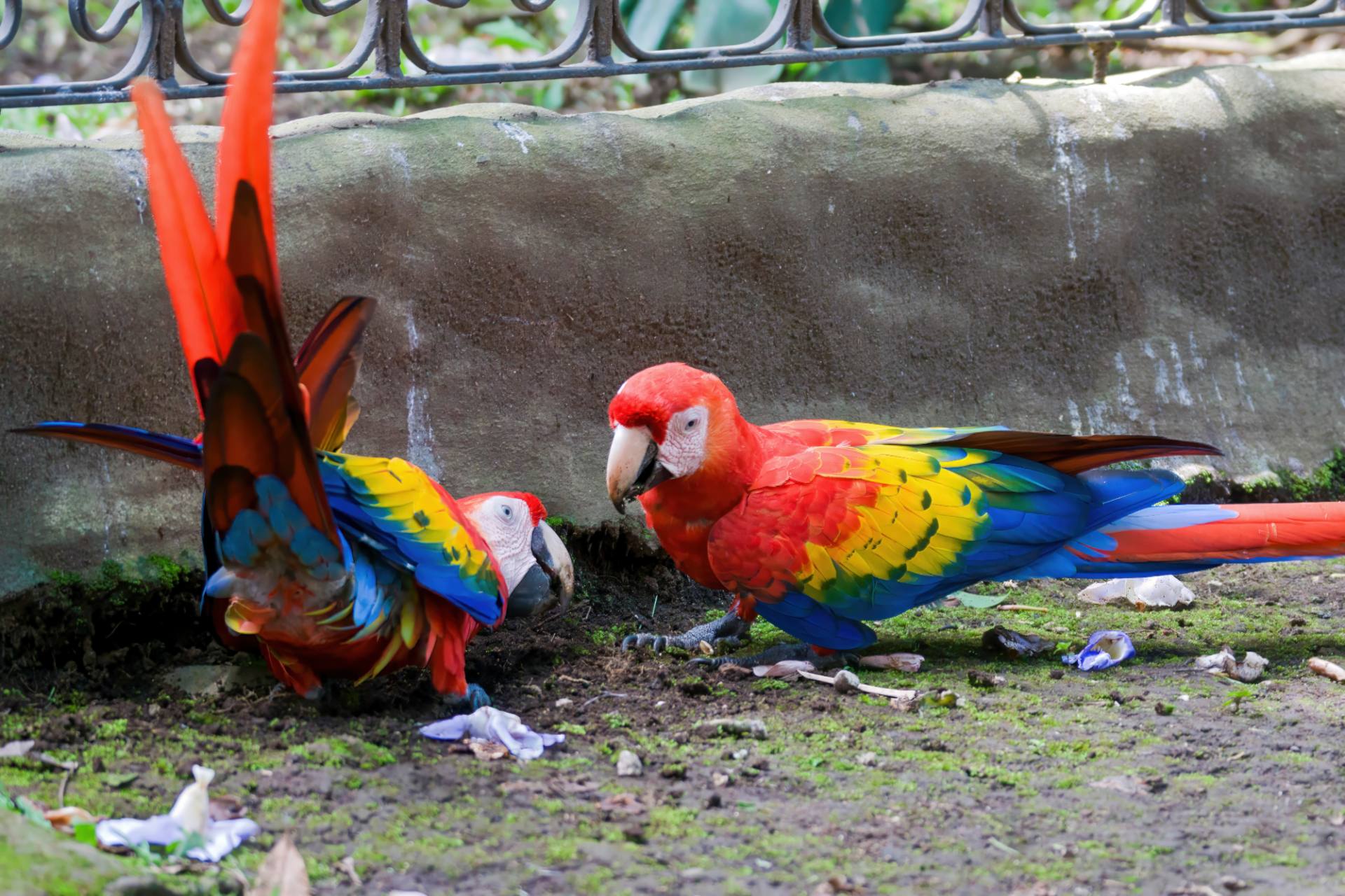 Scharlachara (Ara macao), auch Hellroter Ara oder Arakanga genannt